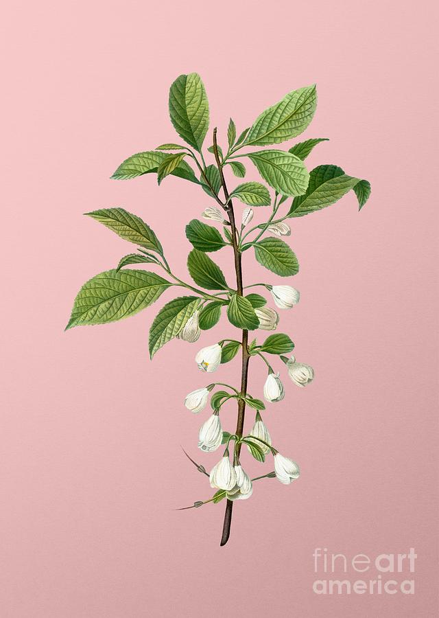 Vintage Painting - Vintage Mountain Silverbell Botanical Illustration on Pink by Holy Rock Design