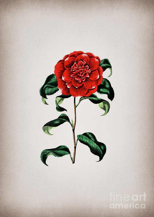 Vintage Mr. Reevess Crimson Camellia Botanical Illustration on Parchment Mixed Media by Holy Rock Design