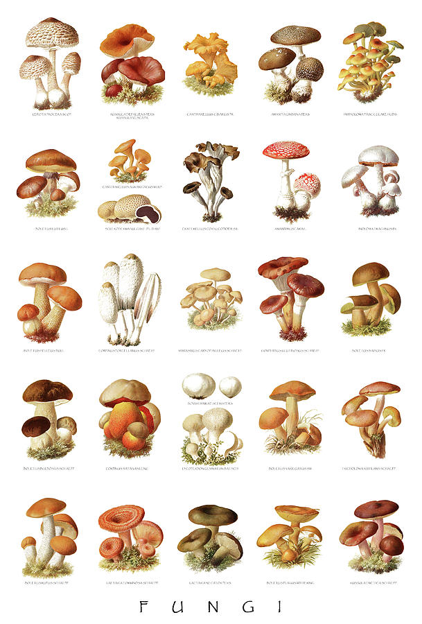 Vintage mushroom chart of edible and poisonous fungi Drawing by Moira Risen