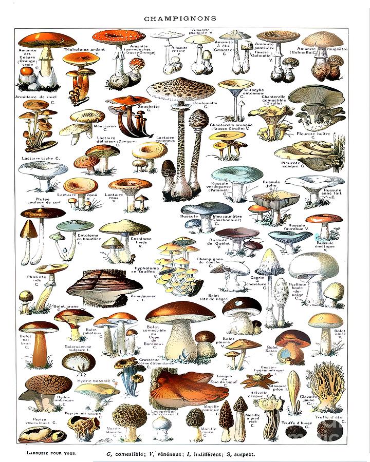 Vintage Mushroom Larousse Print Painting by Ben Lewis | Fine Art America