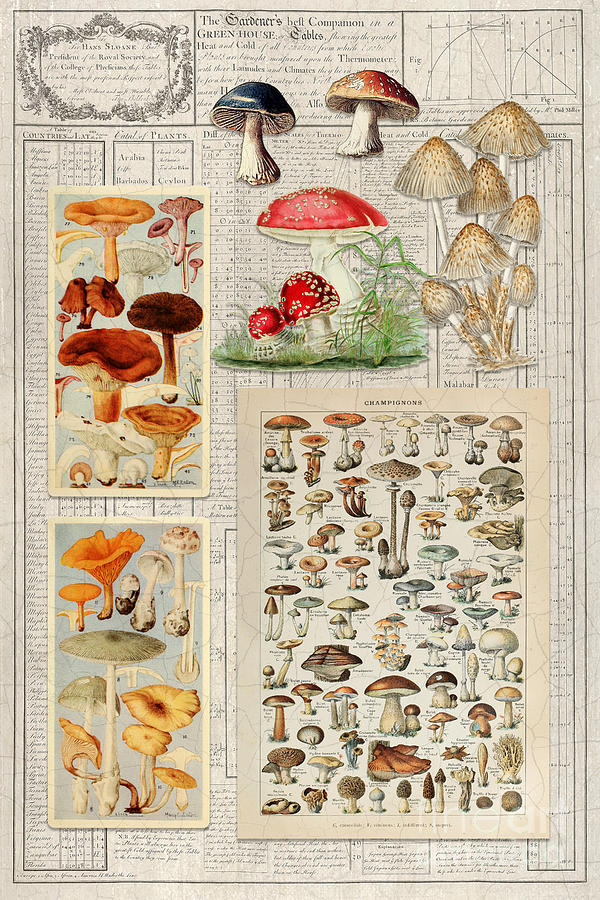 Vintage Mushrooms Botanical Illustrations with Ephemera Mixed Media by Audrey Jeanne Roberts