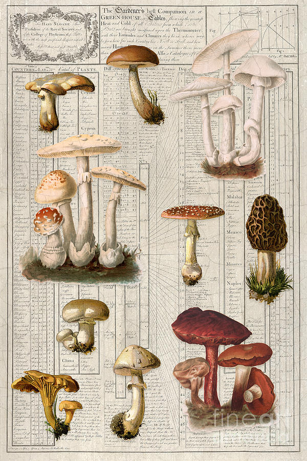 Vintage Mushrooms Botanical Watercolor with Ephemera Painting by Audrey Jeanne Roberts