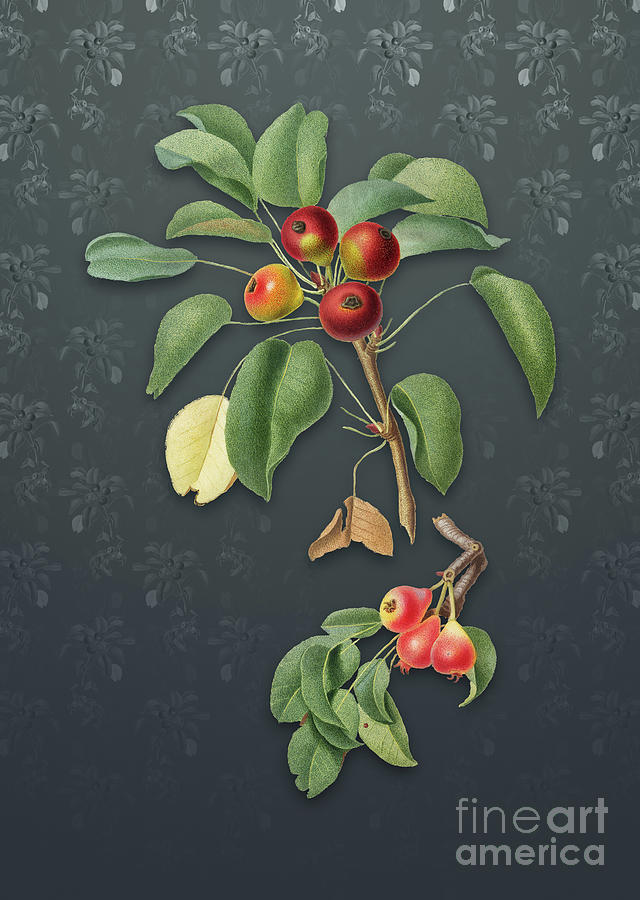 Vintage Mixed Media - Vintage Musky Pear Botanical Art on Slate Gray Pattern n.0669 by Holy Rock Design
