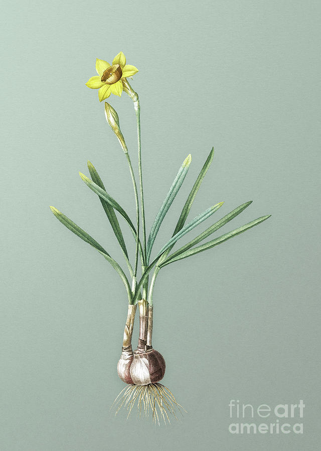 Vintage Narcissus Gouani Botanical Art on Mint Green n.0617 Mixed Media by Holy Rock Design