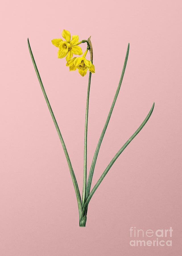 Vintage Narcissus Odorus Botanical Illustration On Pink Mixed Media