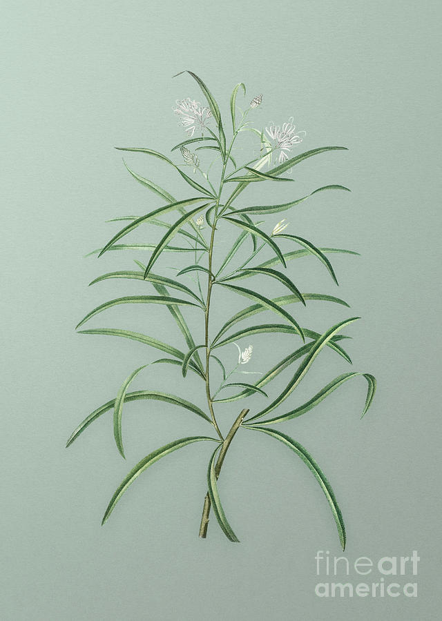 Vintage Narrow Leaved Spider Flower Botanical Art on Mint Green n.0987 Mixed Media by Holy Rock Design