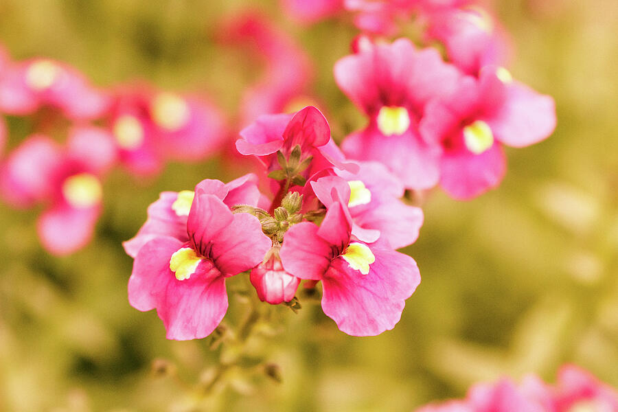 Vintage Nemesia Flowers Photograph by Tanya C Smith