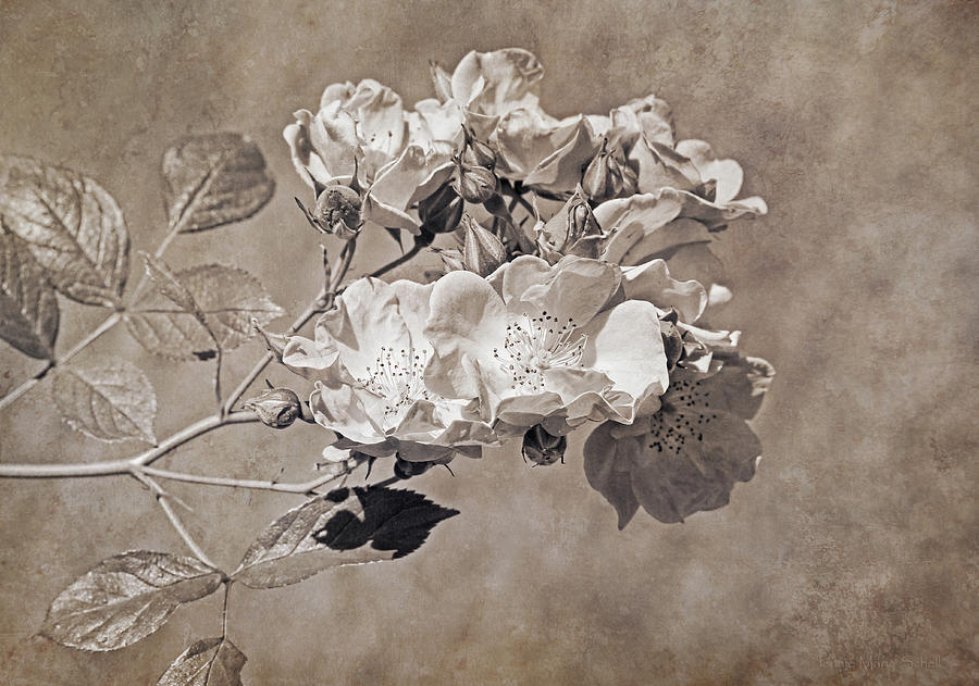 Vintage Old Fashion Roses in Sepia Photograph by Jennie Marie Schell