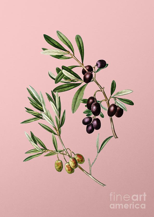 Vintage Olive Botanical Illustration on Pink Mixed Media by Holy Rock Design