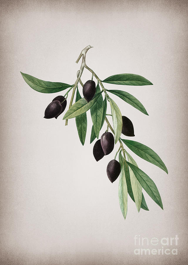 Vintage Olive Tree Branch Botanical Illustration On Parchment Mixed Media