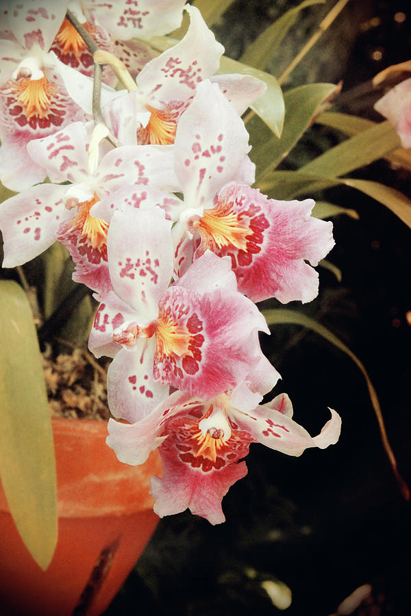 Vintage Orchids Photograph by Carolyn Stagger Cokley