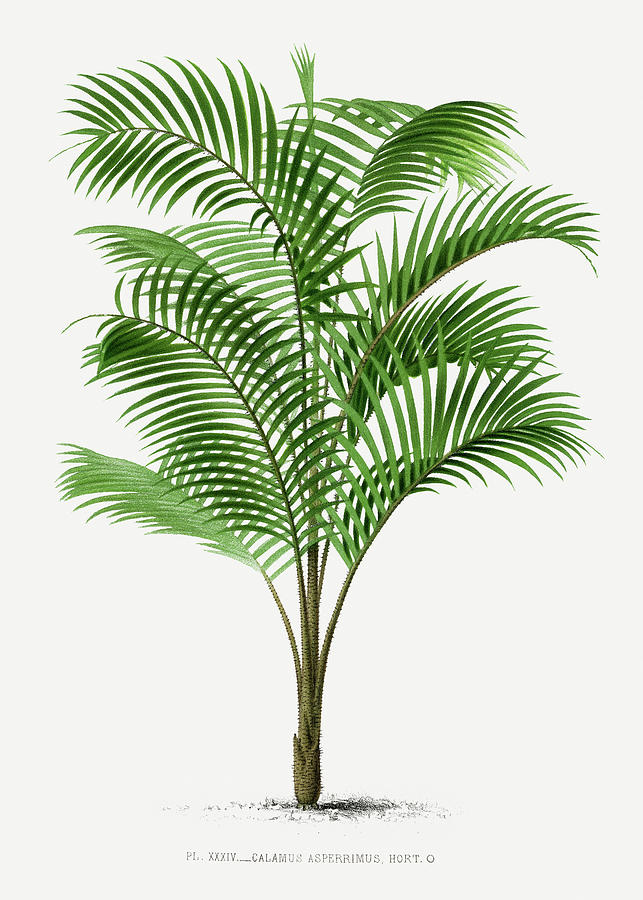 Vintage palm tree illustration 01 Painting by Oswald de Kerchove de Denterghem