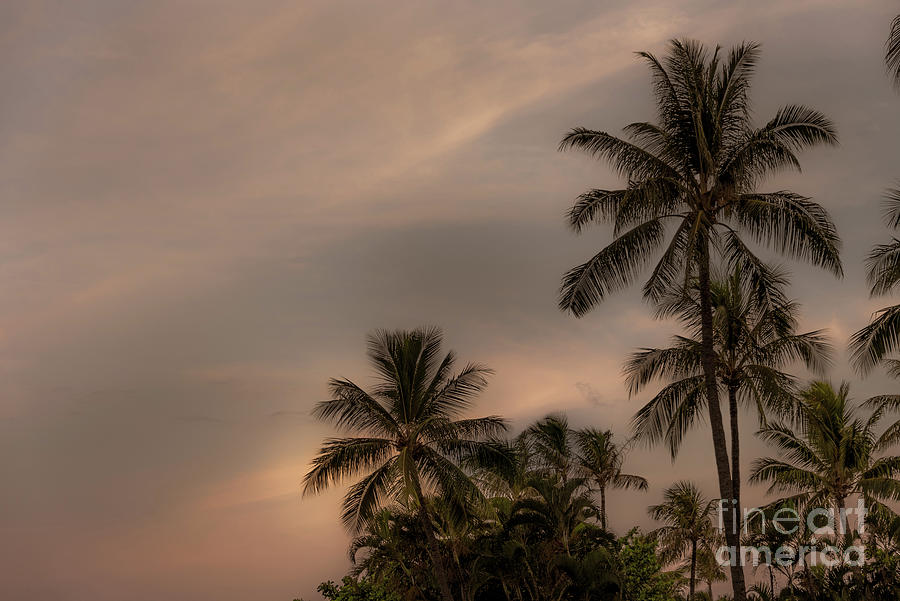 Vintage Palms Hawaii Photograph