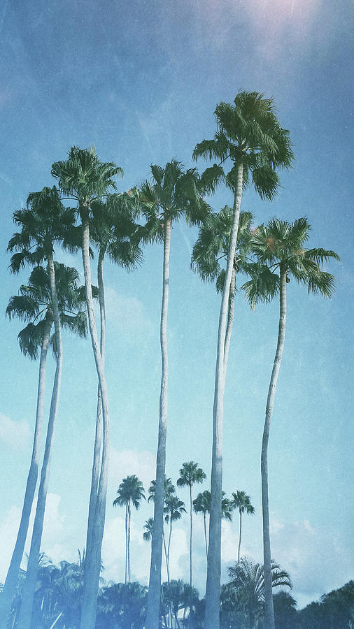 Vintage Palms Photograph by Laura Fasulo