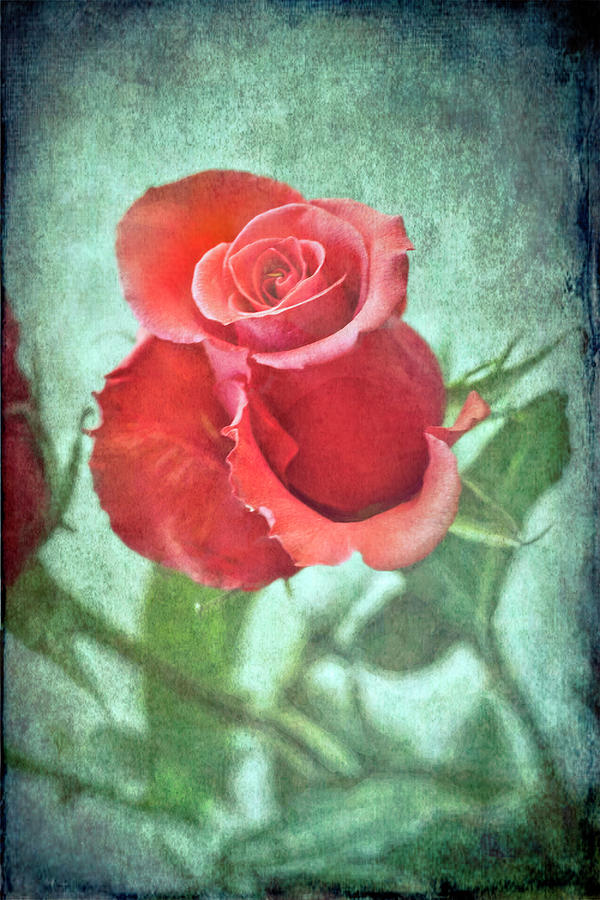 Vintage Peach Rose Photograph