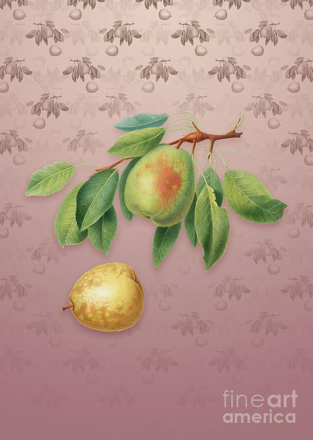 Vintage Pear Botanical Art On Dusty Pink Pattern N.2913 Mixed Media