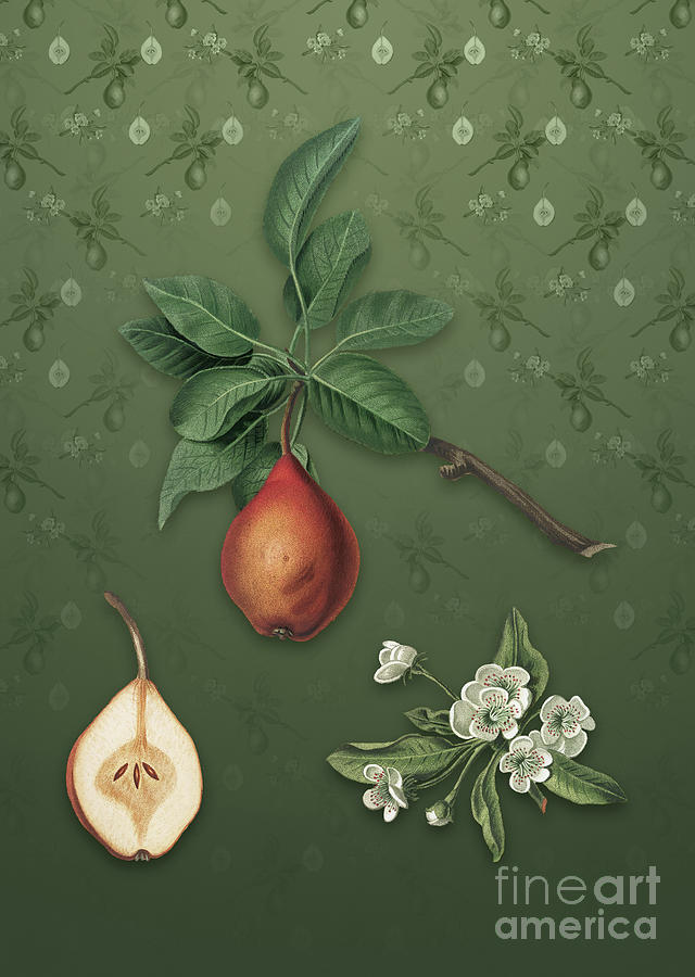 Vintage Mixed Media - Vintage Pear Botanical Art on Lunar Green Pattern n.0536 by Holy Rock Design