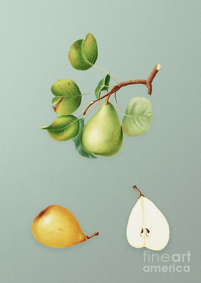 Vintage Pear Botanical Art on Mint Green n.0242 Mixed Media by Holy Rock Design