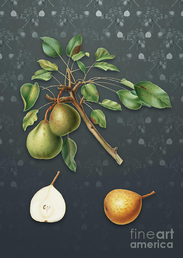 Vintage Mixed Media - Vintage Pear Botanical Art on Slate Gray Pattern n.0109 by Holy Rock Design