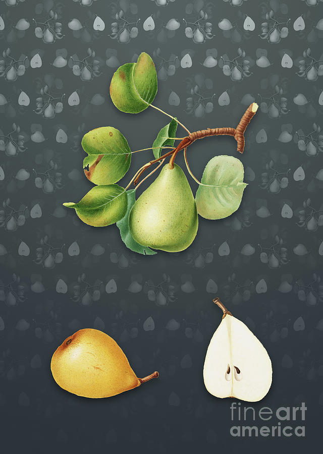 Vintage Mixed Media - Vintage Pear Botanical Art on Slate Gray Pattern n.0284 by Holy Rock Design