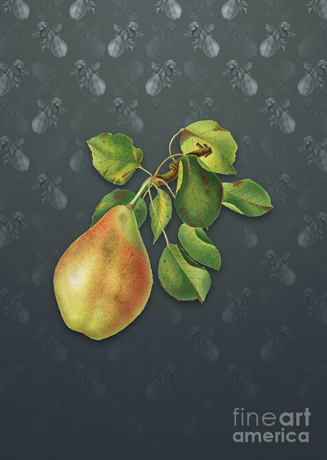 Vintage Mixed Media - Vintage Pear Botanical Art on Slate Gray Pattern n.0308 by Holy Rock Design