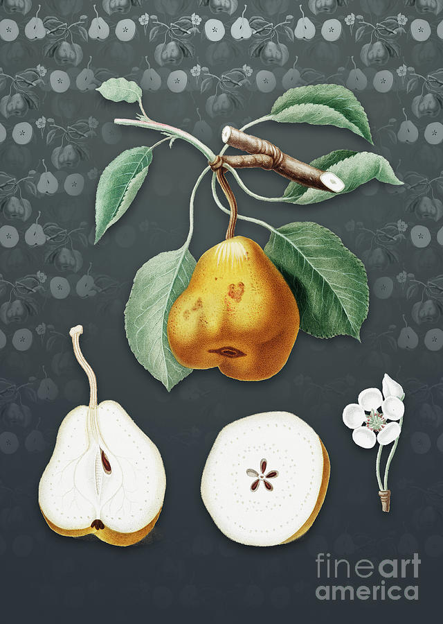 Vintage Mixed Media - Vintage Pear Botanical Art on Slate Gray Pattern n.0731 by Holy Rock Design