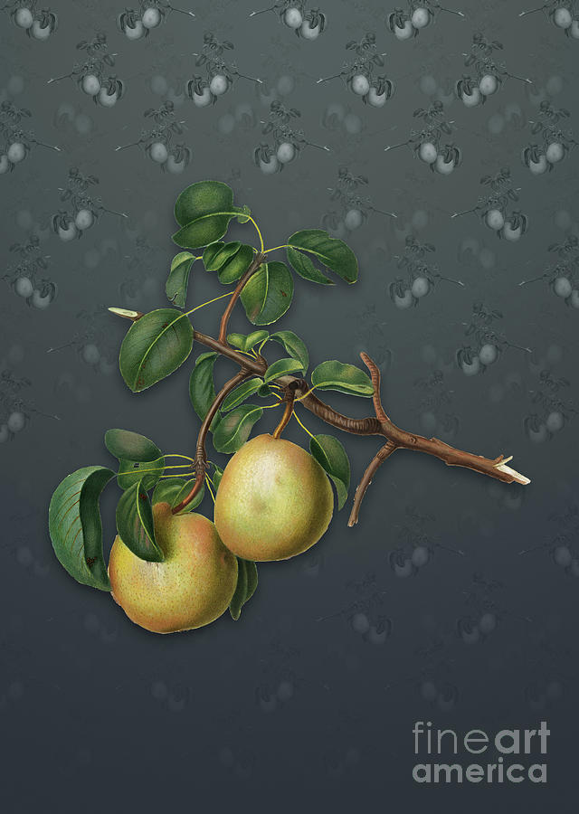 Vintage Mixed Media - Vintage Pear Botanical Art on Slate Gray Pattern n.0762 by Holy Rock Design
