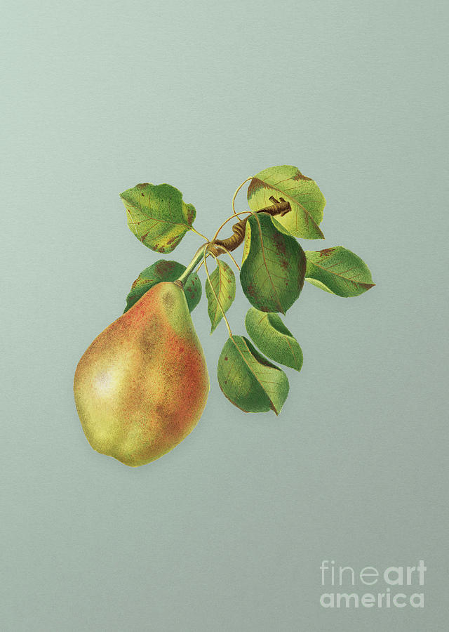 Vintage Pear Branch Botanical Art on Mint Green n.0246 Mixed Media by Holy Rock Design