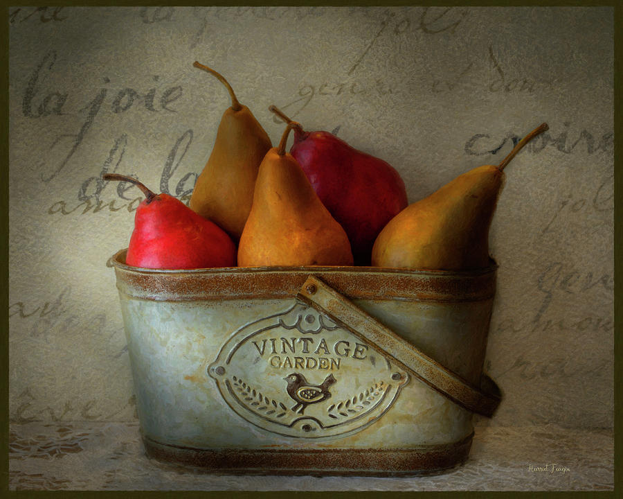Vintage Pears  Photograph by Harriet Feagin