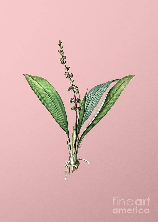 Vintage Peliosanthes Teta Botanical Illustration On Pink Painting