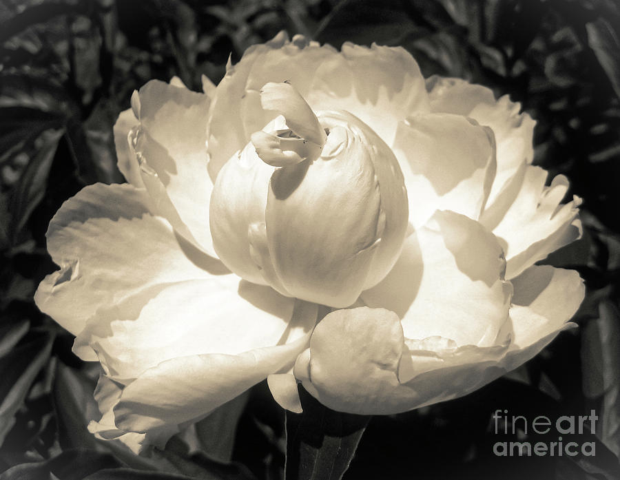 Vintage Peony Photograph by Onedayoneimage Photography