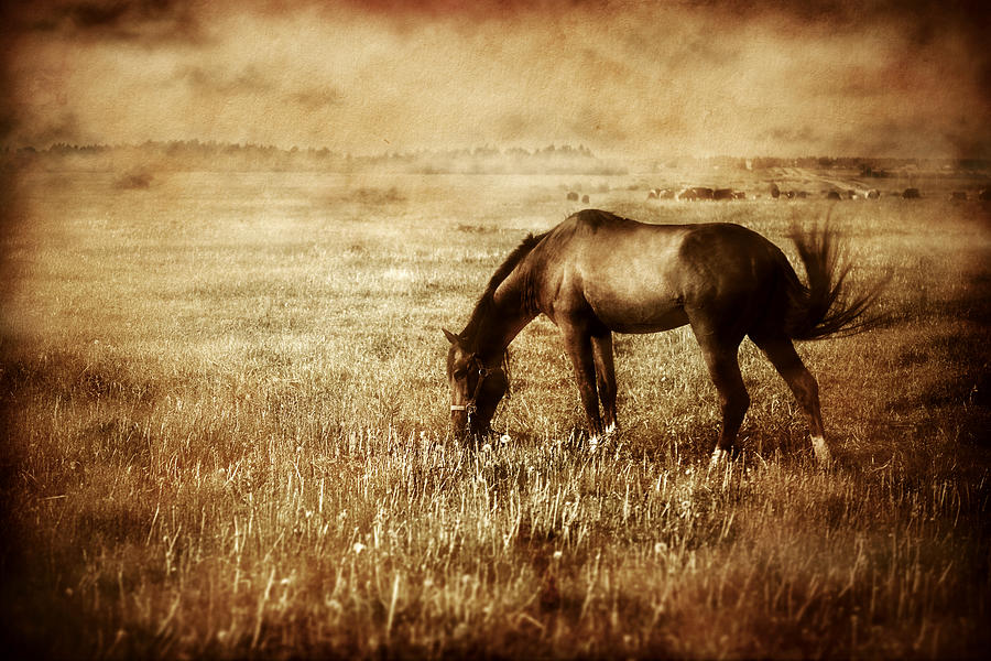 Vintage photo of horse Photograph by Da-kuk