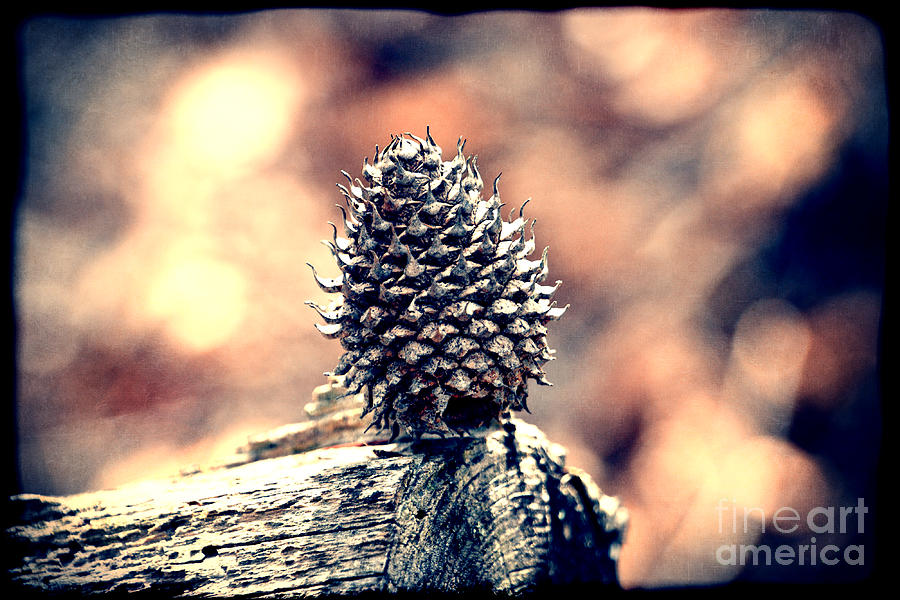 Vintage Pine Cone Photograph by Phil Perkins
