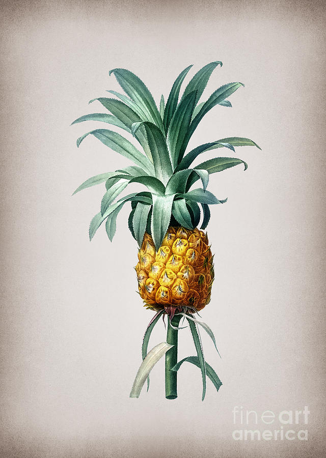 Vintage Pineapple Botanical Illustration On Parchment Mixed Media