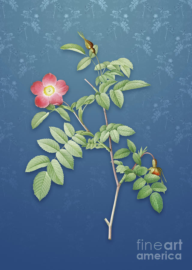 Vintage Pink Alpine Rose Botanical Art on Bahama Blue Pattern n.1338 Mixed Media by Holy Rock Design