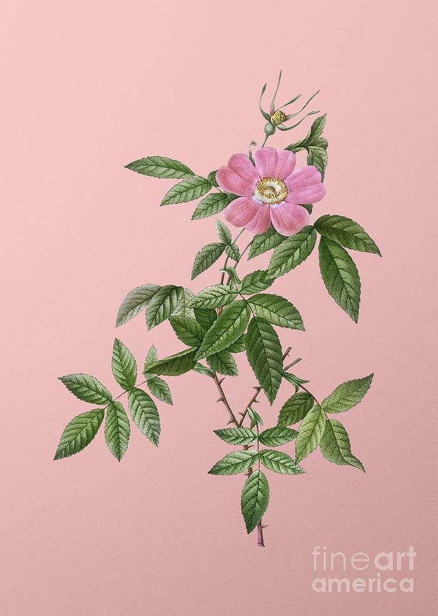 Vintage Pink Boursault Rose Botanical Illustration on Pink Mixed Media by Holy Rock Design