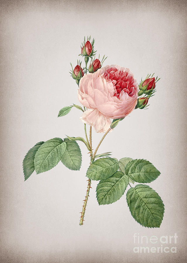 Vintage Pink Cabbage Rose Botanical Illustration on Parchment Mixed Media by Holy Rock Design
