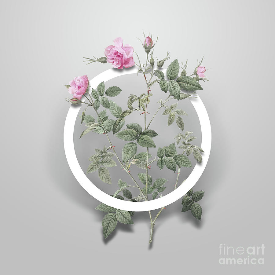 Vintage Pink Flowering Rosebush Minimalist Floral Geometric Circle Art N.671 Painting by Holy Rock Design