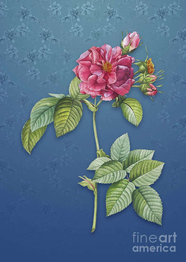 Vintage Pink Francfort Rose Botanical Art on Bahama Blue Pattern n.1311 Mixed Media by Holy Rock Design