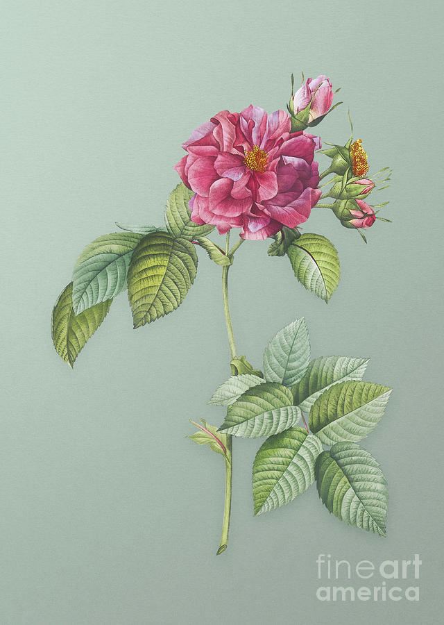 Vintage Pink Francfort Rose Botanical Art On Mint Green N.0659 Mixed Media