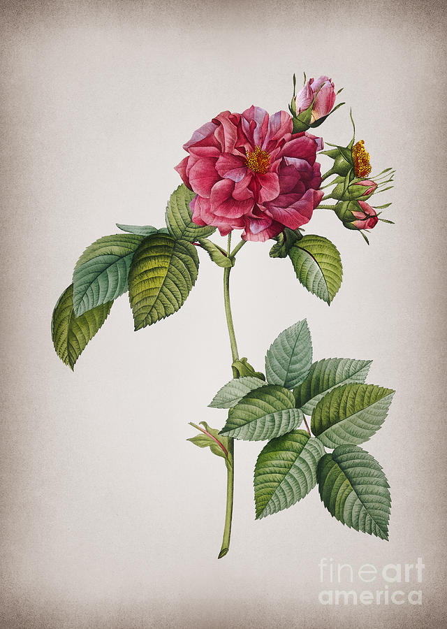 Vintage Pink Francfort Rose Botanical Illustration on Parchment Mixed Media by Holy Rock Design