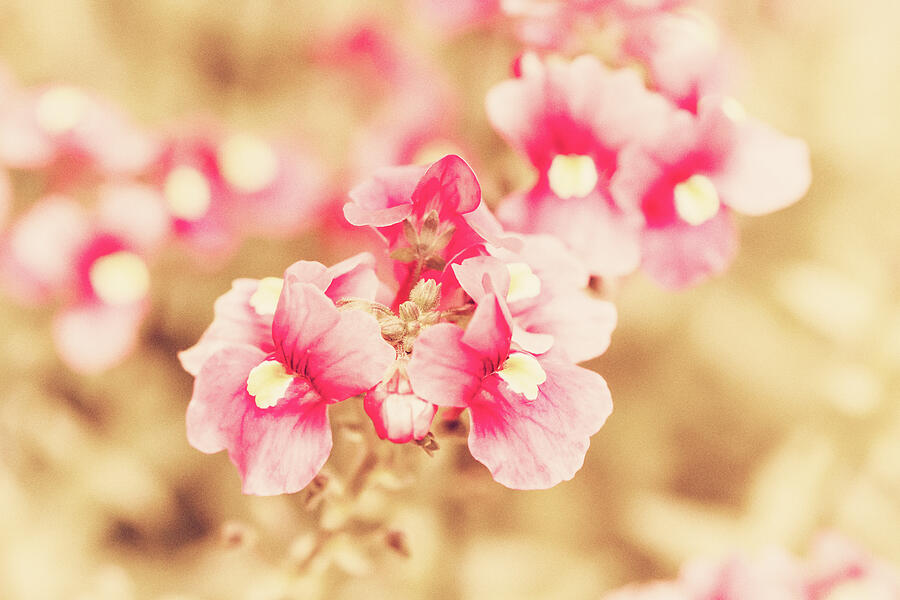 Vintage Pink Nemesia Photograph by Tanya C Smith