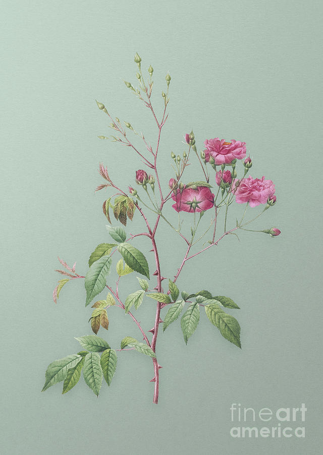Vintage Pink Noisette Roses Botanical Art on Mint Green n.0662 Mixed Media by Holy Rock Design