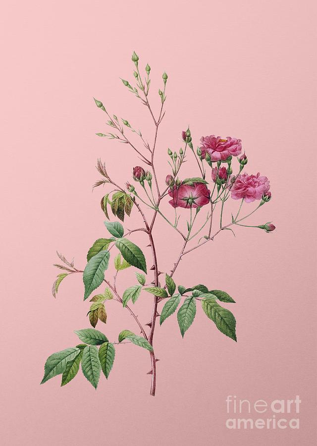 Vintage Pink Noisette Roses Botanical Illustration on Pink Mixed Media by Holy Rock Design