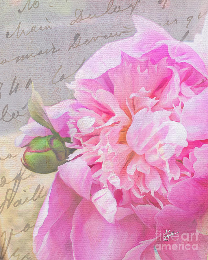 Vintage Pink Peony Photograph by TK Goforth