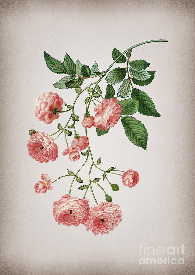 Vintage Pink Rambler Roses Botanical Illustration On Parchment Mixed Media