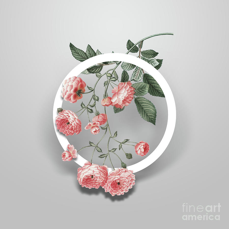 Vintage Pink Rambler Roses Minimalist Floral Geometric Circle Art N.633 Painting by Holy Rock Design