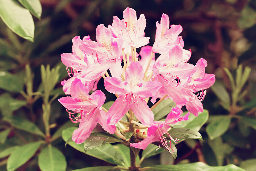 Vintage Pink Rhododendron Photograph by Tanya C Smith
