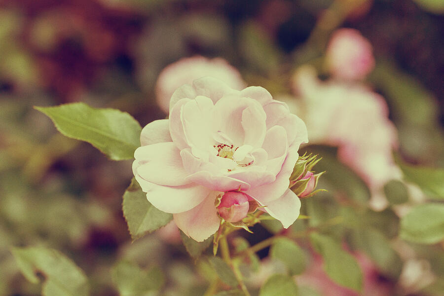 Vintage Pink Rose Photograph by Tanya C Smith