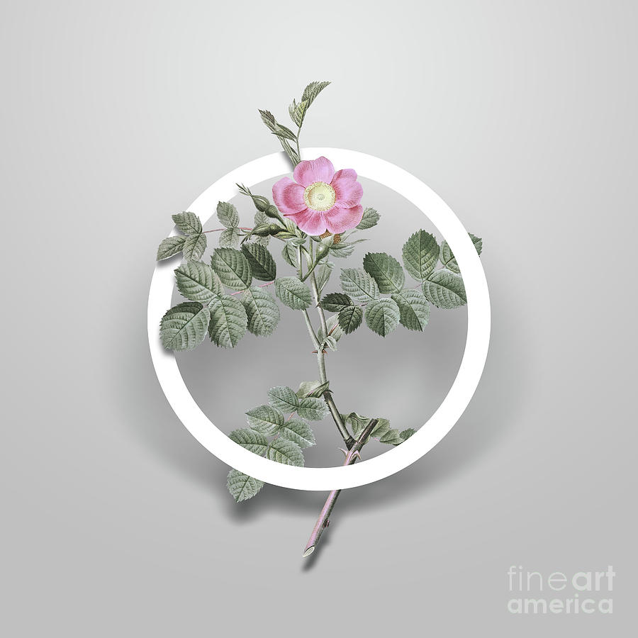 Vintage Pink Sweetbriar Rose Minimalist Floral Geometric Circle Art N.645 Painting by Holy Rock Design